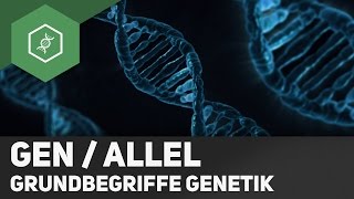 Gen  Allel  Unterschied  Grundbegriffe Genetik 2 [upl. by Candi]