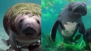 Evolution Of Manatees Trichechidae [upl. by Elvis]