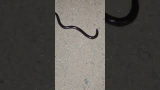 Brahminy blind snake snake nonvenomous nonvenomussnake [upl. by Prissie]