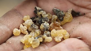 Why the 3 Wise Mens frankincense and myrrh gifts are valued to this day [upl. by Tterb]