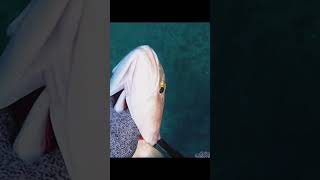 Amberjack fishing spearfishing [upl. by Zorah]