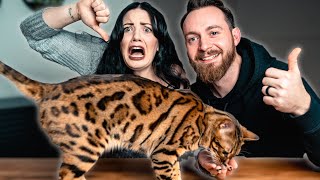 Bengal Cat PROS AND CONS  BEST or WORST Cat Breed [upl. by Arabela]