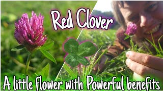 Red Clover  A Little Flower With POWERFUL benefits 🌸 [upl. by Possing580]