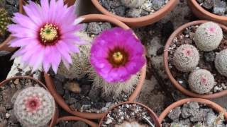 Echinocereus reichenbachii complex [upl. by Lletnahs]