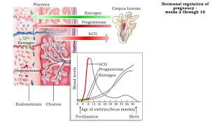 Hormonal regulation of pregnancy  weeks 2 through 38 [upl. by Teressa]