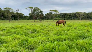 Fazenda a venda no Tocantins em AbreulândiaTOPecuariaLavouraCria [upl. by Maddi78]