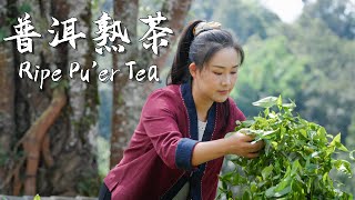 Jingmai Puer Tea — The Heritage of Yunnans ThousandYear Tea Culture【滇西小哥】 [upl. by Airym46]