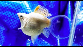 Best Top 10 Lyre Tail Balloon Molly Fish  Beautiful Lyretail Balloon Molly Fish [upl. by Nico162]