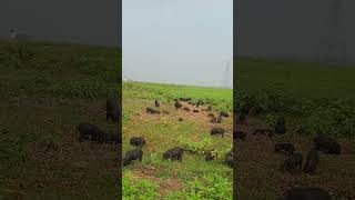 village pigs house airdrop Wild Boar farming wildhog animals wildhogs automobile pigging [upl. by Selda172]