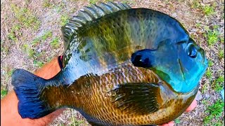 BLUEGILL that are BIGGER THAN the FRYING PAN [upl. by Bunting]