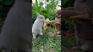 Dog feeding a rabbit shortvideo animals friends viralvideo doglover funny pets food fyp [upl. by Amand]