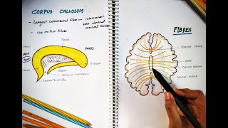 CORPUS CALLOSUM  Parts and Function  Largest Commissure  White Matter  Neuro Anatomy [upl. by Heydon]