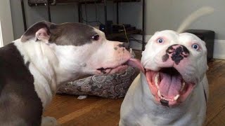 Funny Pitbull  Funny Dog Videos that Make You Burst Into Tears Laughing 😂 [upl. by Sukram]