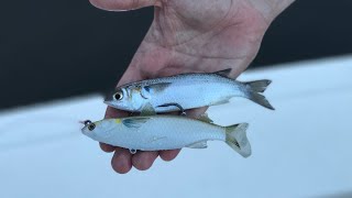 Live Mullet Versus Artificial Mullet [upl. by De Witt]