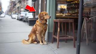 Stray Dog Begs For Food At Restaurant But When Workers Follow Him Home TEARS EVERYWHERE [upl. by Llenart]