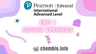 Learn Protein 🧬 Synthesis Like Never Before 👌 edexcel ialbiology [upl. by Akkina]