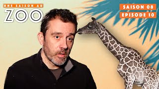 Quel sera le Sort du Bébé Girafon Malade   S08EP10  Émission Intégrale  Une Saison Au Zoo [upl. by Diaz]