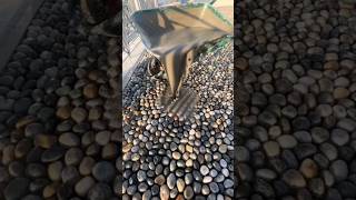 Indian pebble stone flooring construction technique concrete viralvideo shorts [upl. by Ayna371]