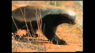 Honey Badger Narrates El Loco Antipáticoburro Tejon de Miel original narración de Randall [upl. by Gabriello193]