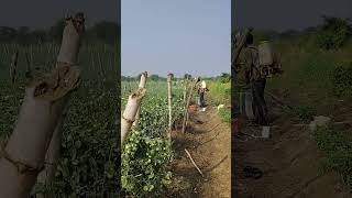 insecticide spraying in tomato 🍅🍅 [upl. by Selbbep]