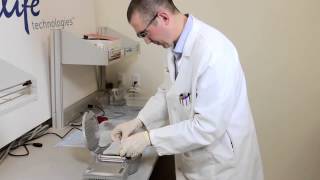 How to perform a 7 minute protein transfer with the iBlot®  Western Blotting System [upl. by Wolpert]