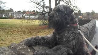 Bouvier Des Flandres Alert Allways [upl. by Snoddy]