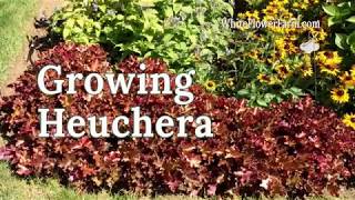 Growing Heuchera [upl. by Bamberger651]