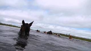 Esteros del Ibera Cruce a nado con caballos [upl. by Mendelson9]