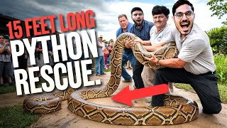 Saving 4 Python Snakes इसने ऐसा जकड़ा छुड़ाना मुश्किल हो गया😱 [upl. by Granger]