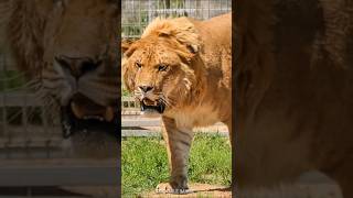 Ligers and Tigons 🦁 The RAREST Big Cats [upl. by Kailey]