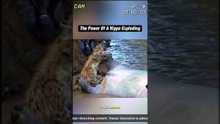 HIPPO EXPLODES HYENAS AWAY youtubeshorts crazy wildlife nature shorts explore [upl. by Nikita]