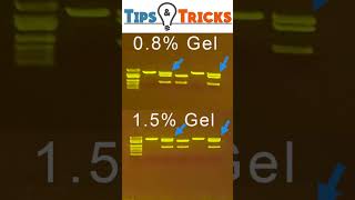 Gel Electrophoresis Agarose concentrations [upl. by Lachish]