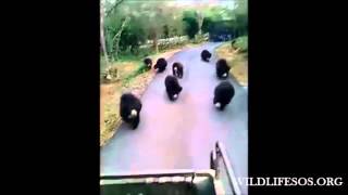 Rescued Sloth Bears Running After a Food Truck [upl. by Ardnossak]