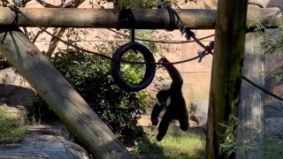 Whitecheeked gibbon showing acrobatic skills in Memphis Zoo [upl. by Latsyek]