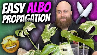 How to Propagate Monstera Albos the EASY WAY  Monstera deliciosa Albo Borsigiana Propagation [upl. by Glover]