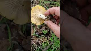 Cantharellus cibarius grande bollata di galletti in Quercia [upl. by Dominick]