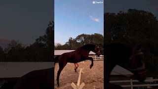 Did some cavaletti ￼work with Daisy yesterday evening 💖 horse filly youngbabyhorse goodgirl [upl. by Jacquetta]