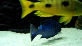 Malawi cichlids 195x55x70 cm tank  III [upl. by Aibat]