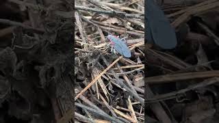 Boxelder Bug Infestation [upl. by Occer]