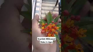 Scarlet Milkweed Flower [upl. by Nnyleimaj]