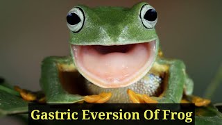 Gastric Eversion  Stomach Eversion  Of Frog  How Frog Vomit [upl. by Airehtfele197]