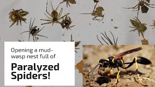 Mud wasp catches over 25 spiders for her nest [upl. by Paynter]