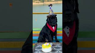 My Dogs Birthday Celebration  Dog Lover tredning shorts doglover [upl. by Georges]