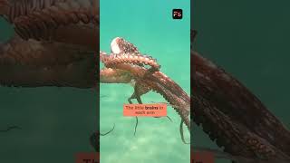 imagine if you had this flixsnip octopus multitasking documentary nature animaldocumentary [upl. by Anselma]