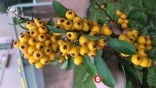 Yellow firethorn or Golden Sun Firethorn Pyracantha angustifolia [upl. by Nayrbo903]