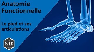 1 Présentation du pied et de ses articulations [upl. by Amiaj]