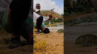 Incredible Tarpon Catch on Light Gear  Beach Fishing Adventure in Puerto Rico tarponfishing [upl. by Panther343]