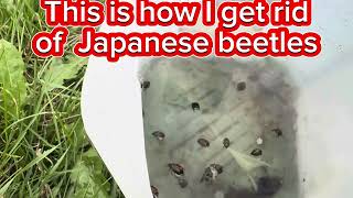 How to get rid of Japanese beetles [upl. by Eitsirhc756]