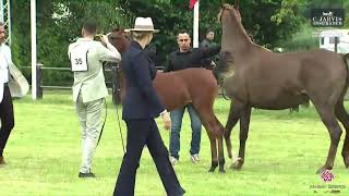 N 35 FORELOCKS YBO Strohen 2024 European Show Filly Foals Class 1 [upl. by Ymrots]