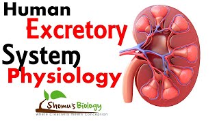 Human excretory system physiology [upl. by Atidnan]